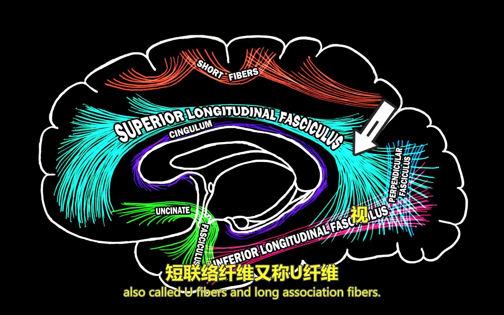 第3讲脑白质纤维束p2神经解剖学与生理学双语字幕医学英语