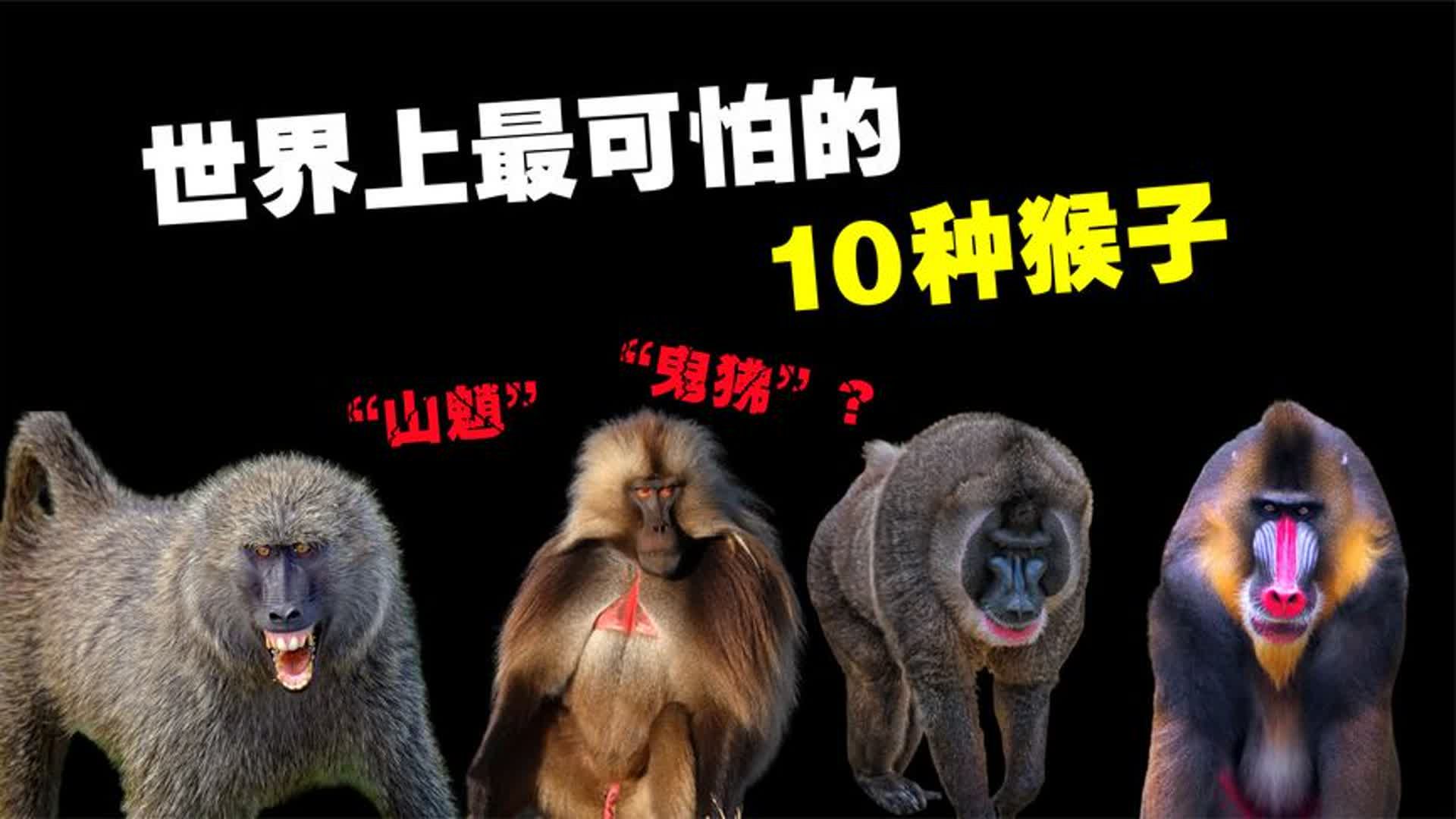 世界上10种最可怕的猴子,你听说过“鬼狒”“山魈”吗?哔哩哔哩bilibili