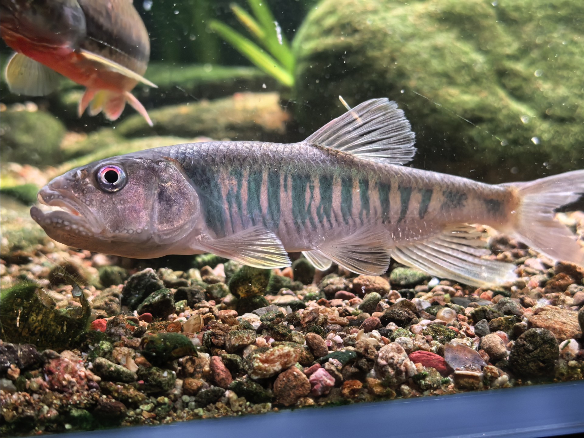 入缸第一条发色马口,留个纪念👏