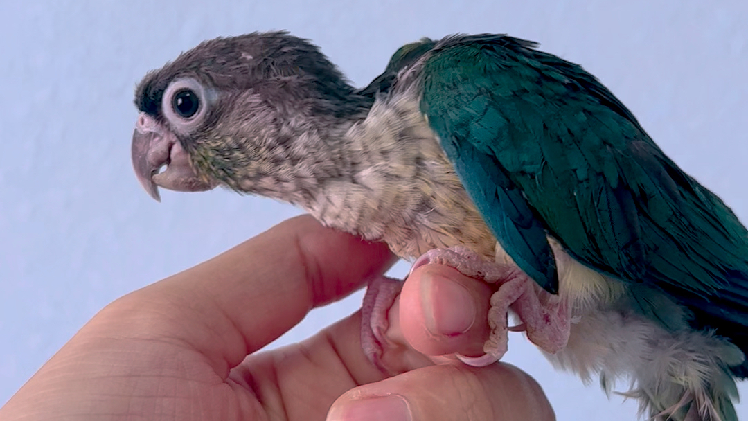 蓝化黄边 齐毛学吃