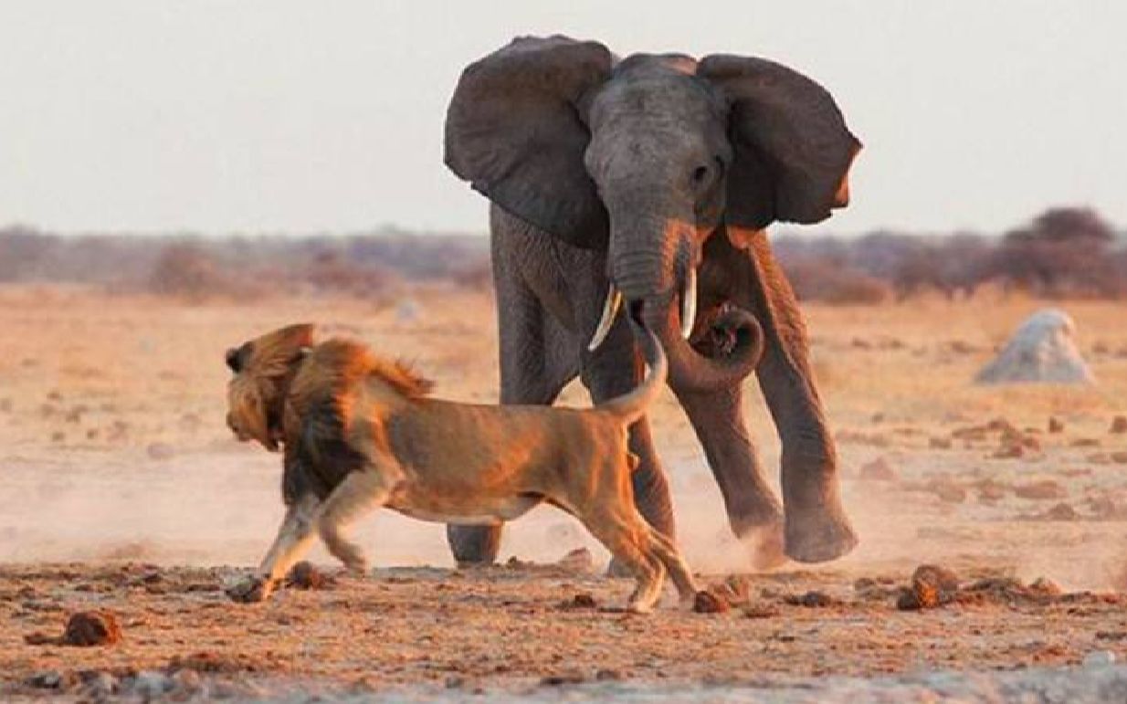 动物世界大象vs狮子大象在求救时失利
