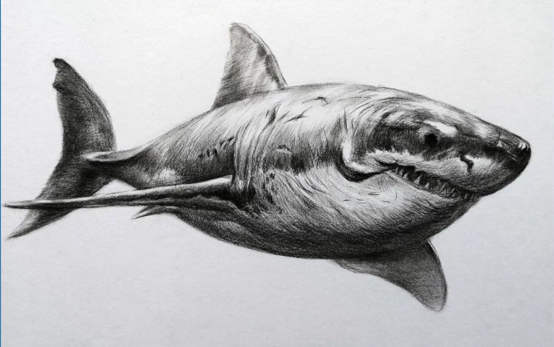 素描动物鲨鱼56秒