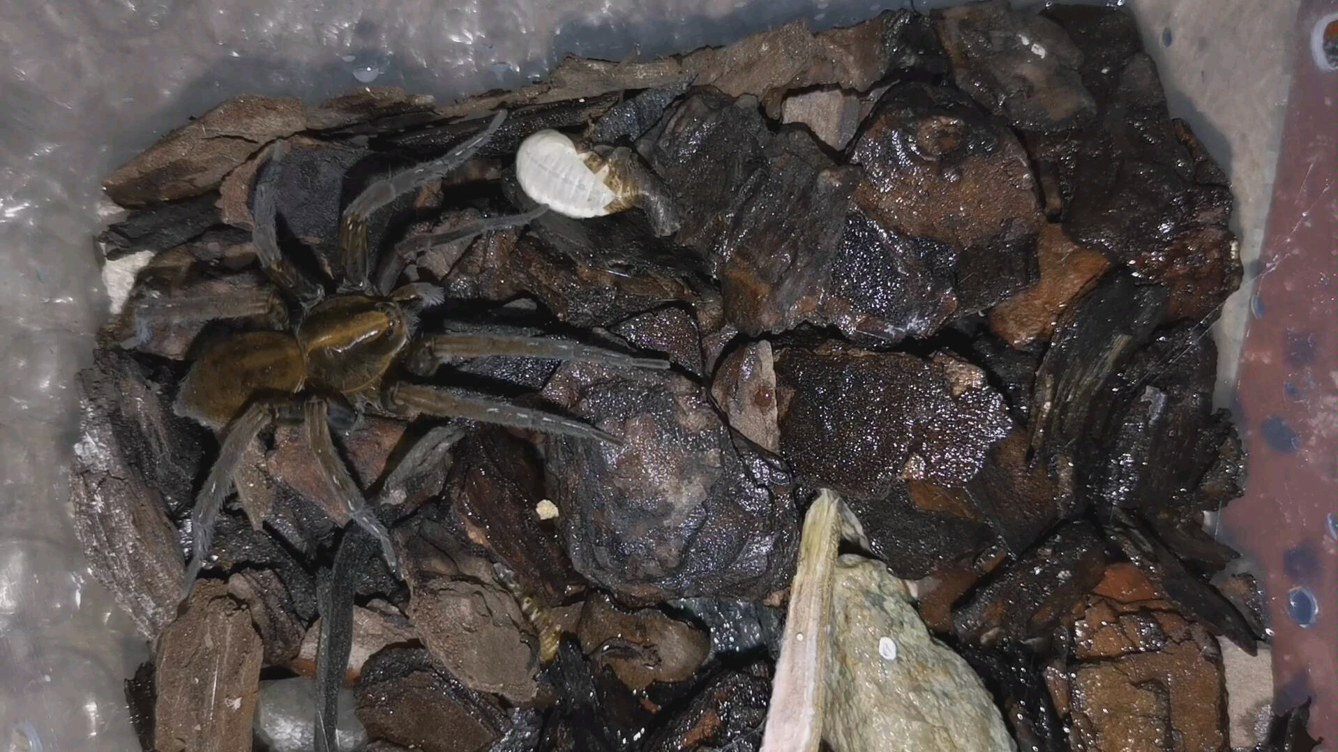 绞蛛捕食蜕皮杜比亚