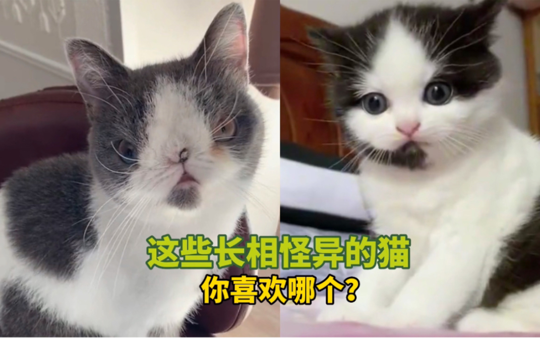 [图]《这些长相怪异的猫》你喜欢哪个？