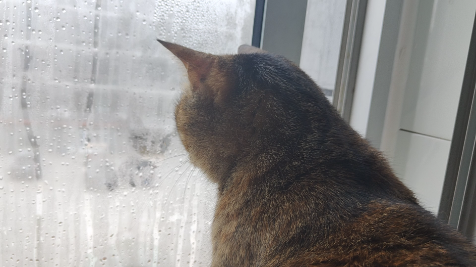 [图]《雪落下的声音》猫猫版