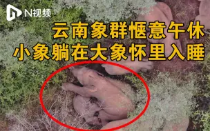 Tải video: 云南断鼻象群午休温馨画面：小象躺在大象“怀里”入睡