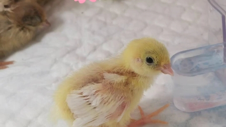 手指头大小的芦丁鸡幼崽,招手就来