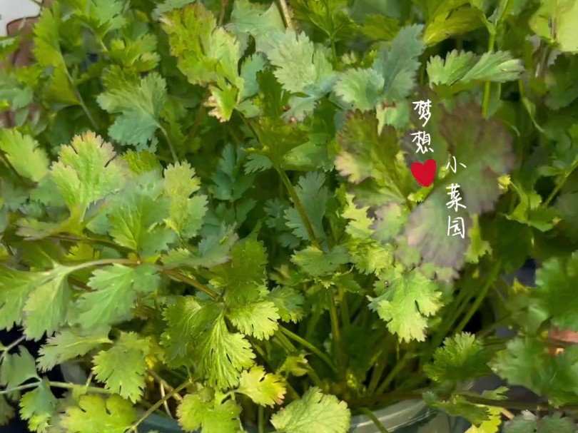 给大家分享香菜种植方法哔哩哔哩bilibili