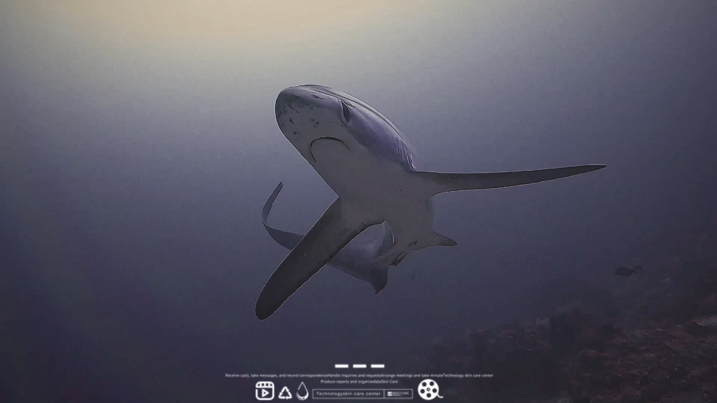 maratua鲨鱼系列 ～豹纹鲨,长尾鲨,鲸鲨