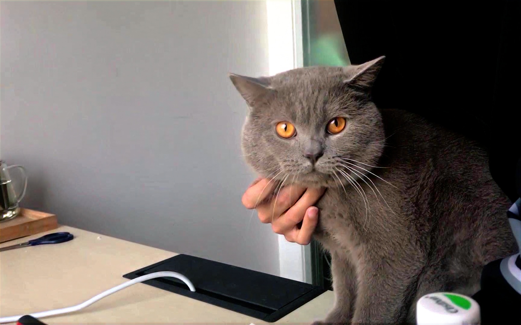 猫能解锁ipnone屏锁吗兄弟