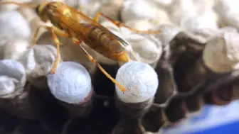 Tải video: 蜂蛹作茧自缚，破茧而出太美丽！应该很多人都没有见过这种镜头