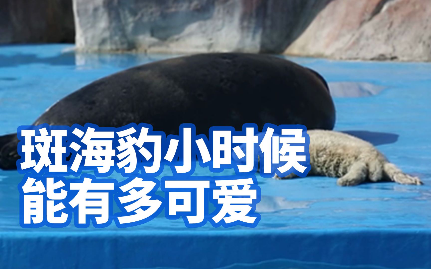 活动作品可爱到想吸斑海豹小时候能有多可爱