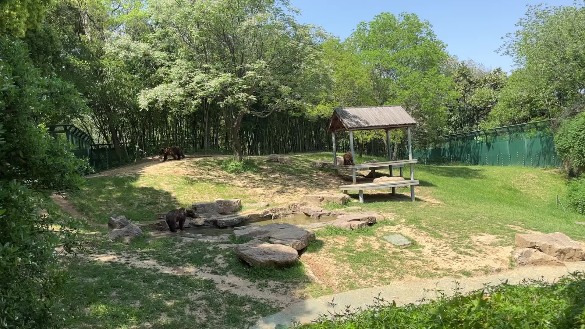 黑熊幼崽洗澡澡