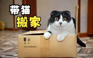 Descargar video: 猫咪搬家难？教你如何帮猫咪快速适应新环境