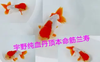 丹顶红金鱼 搜索结果 哔哩哔哩 Bilibili