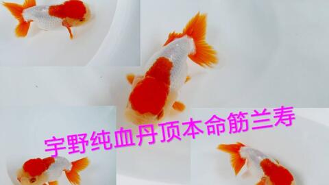 面更沙宇野丹顶兰寿金鱼宇野系兰寿的魅力分享如何分辨公鱼母鱼技巧 哔哩哔哩 Bilibili 面更沙宇野丹顶兰寿金鱼宇野系兰寿的魅力分享如何分辨公鱼母鱼技巧 哔哩哔哩 Bilibili