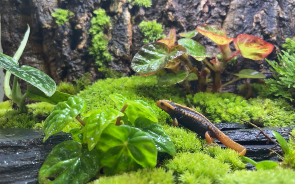 微景教程 | 爬虫缸用白发藓最合适