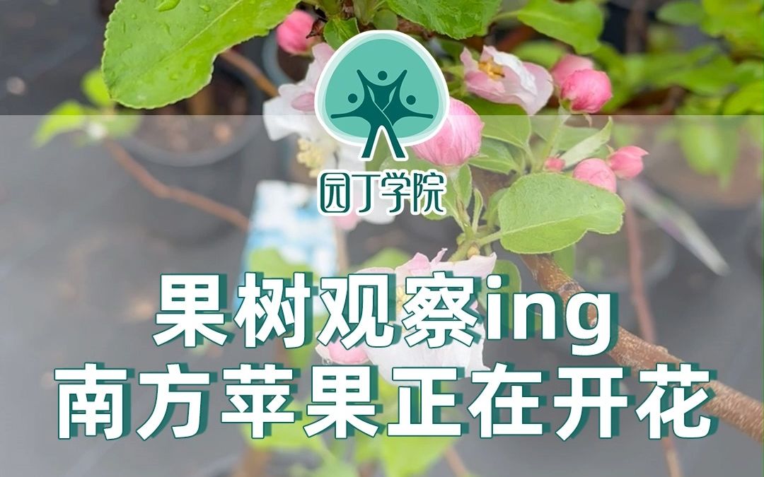 果树观察ing 南方苹果正在开花哔哩哔哩bilibili