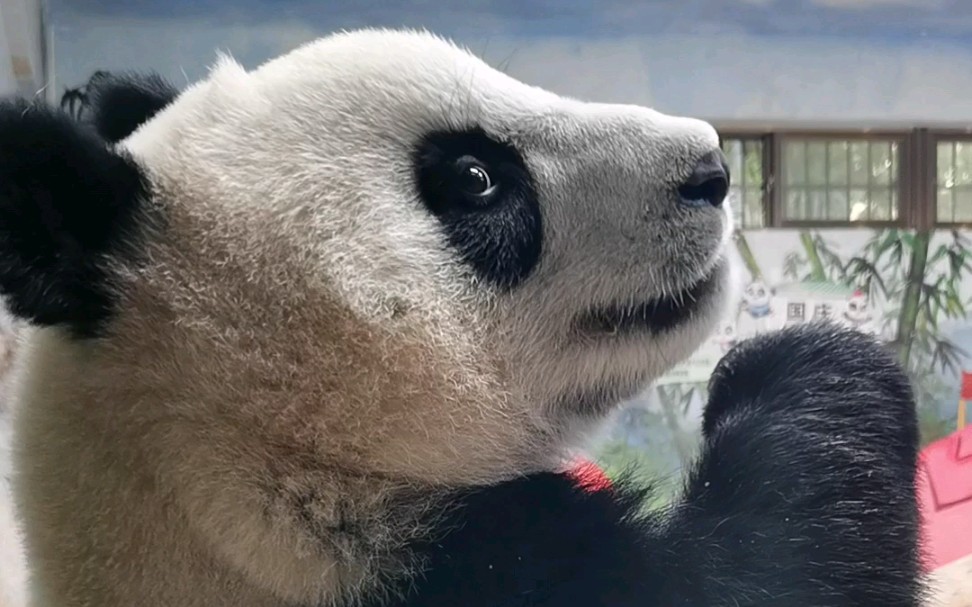 熊猫吃播侧脸杀