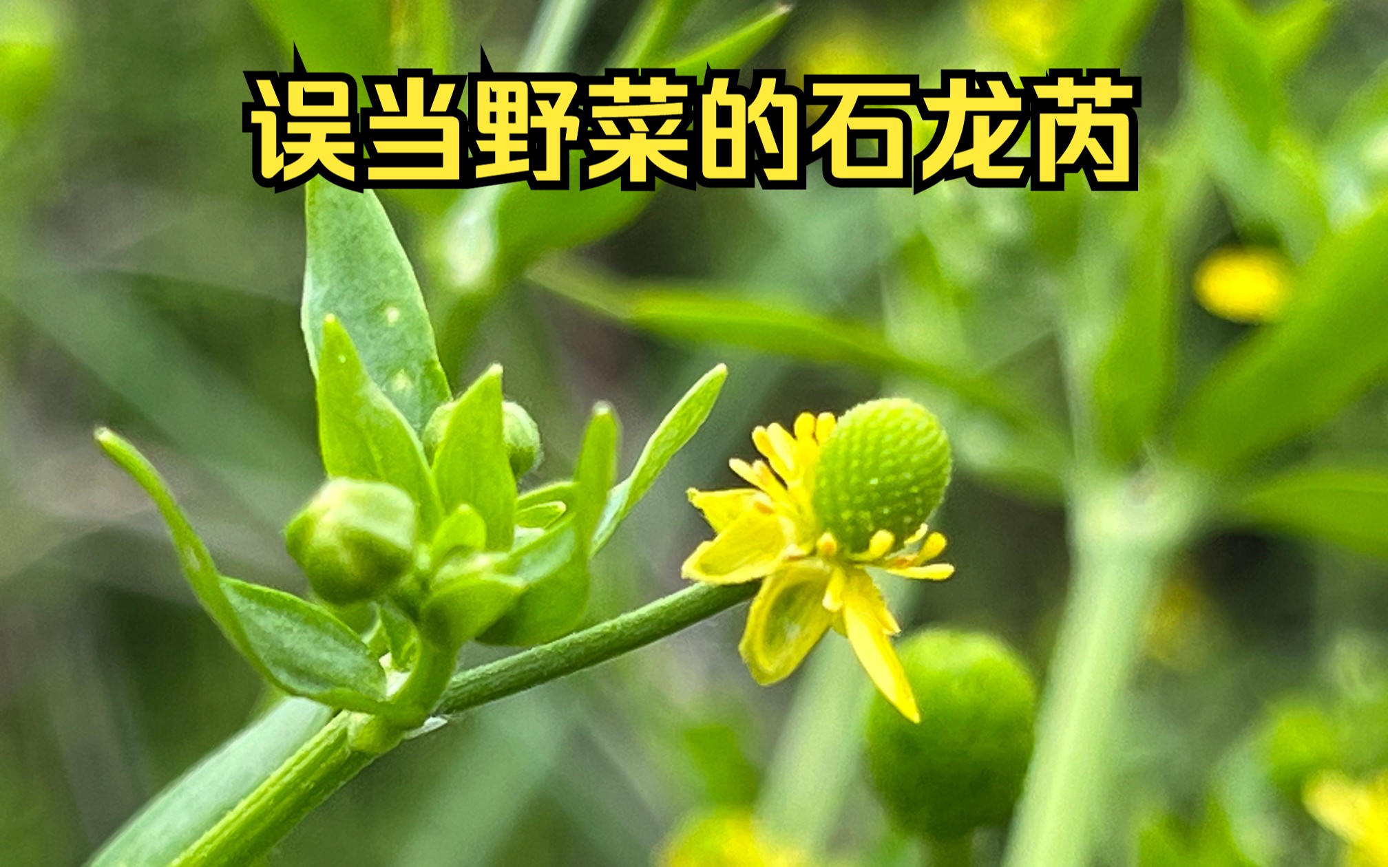 同野芹菜非常相似的植物石龙芮你可要认清,采错了就麻烦了哔哩哔哩bilibili