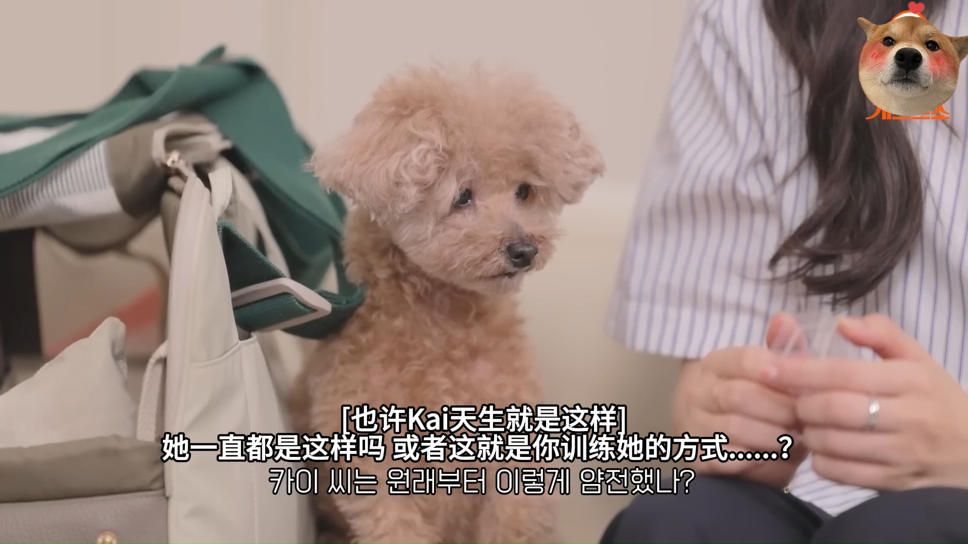 狗客秀|安昭熙, 贵宾犬安Kai哔哩哔哩bilibili