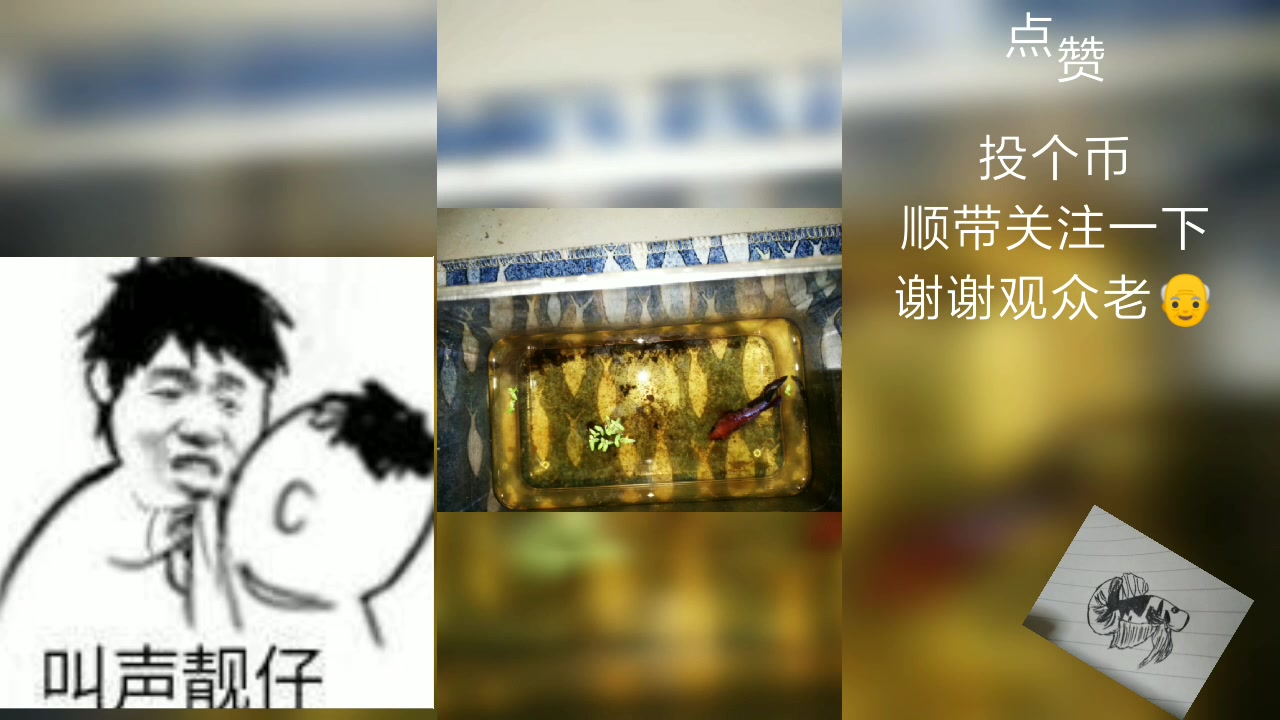 [图]一位爱养鱼的小学生饲养的泰国斗鱼（生活照合集）