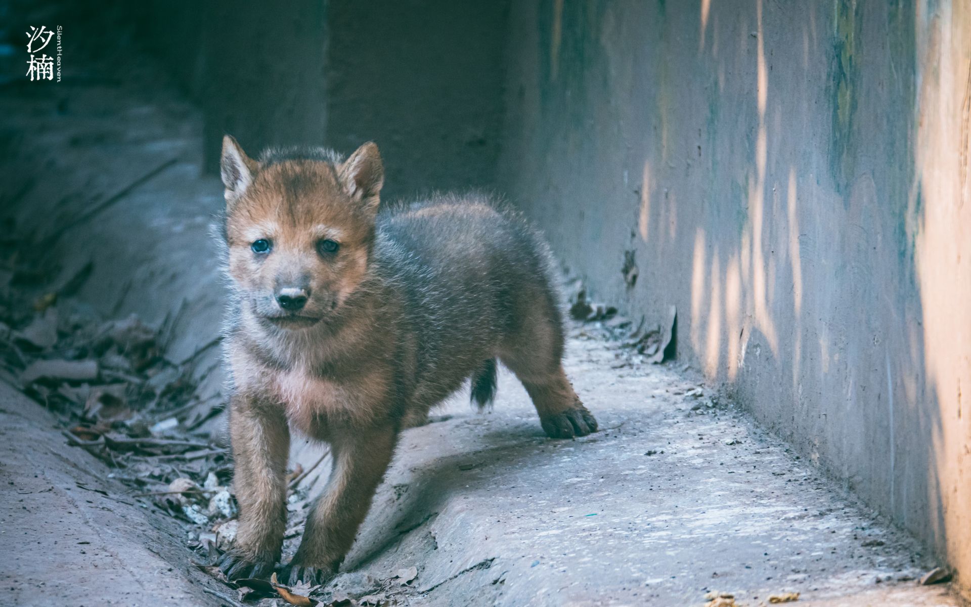 【狼】这真的不是一群小奶狗吗?