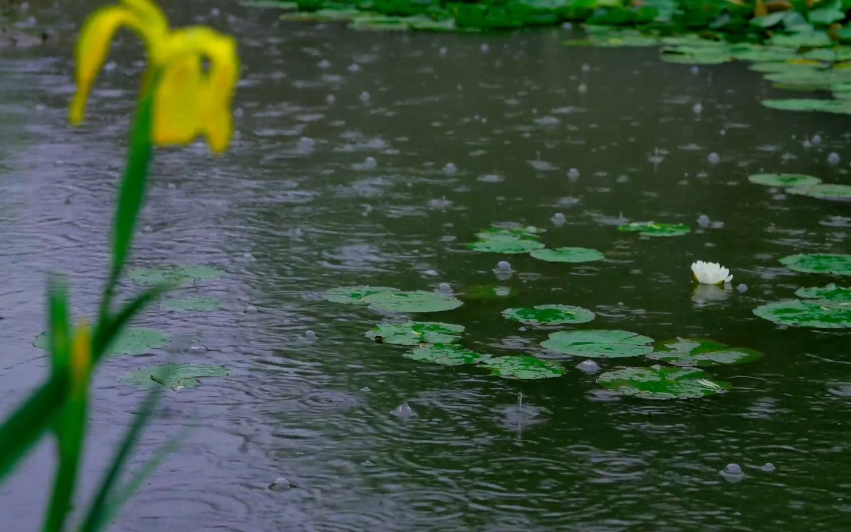 池边柔和的雨声,治愈助眠,深度睡眠,雷雨声,白噪音,雨景.哔哩哔哩bilibili