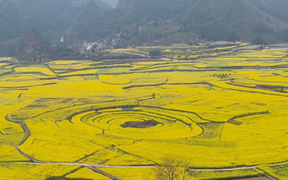 兴义油菜花最佳地点图片