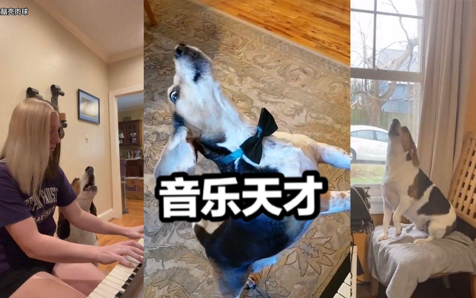 [图]咱们比格犬是有点音乐天赋在身上的