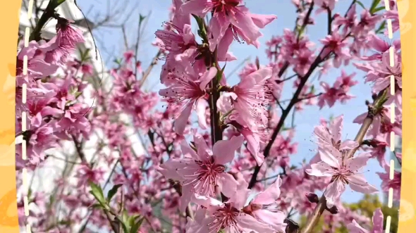 [图]遇见暖暖春日