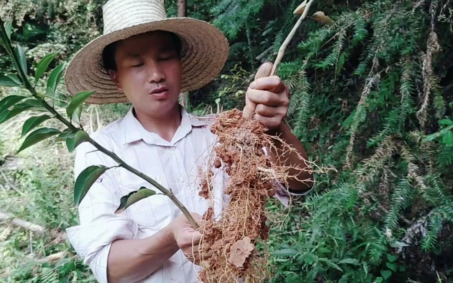 今天和朋友们分享一种中药材,枳壳的种植要求和田间管理,枳壳有理气消积的作用哔哩哔哩bilibili