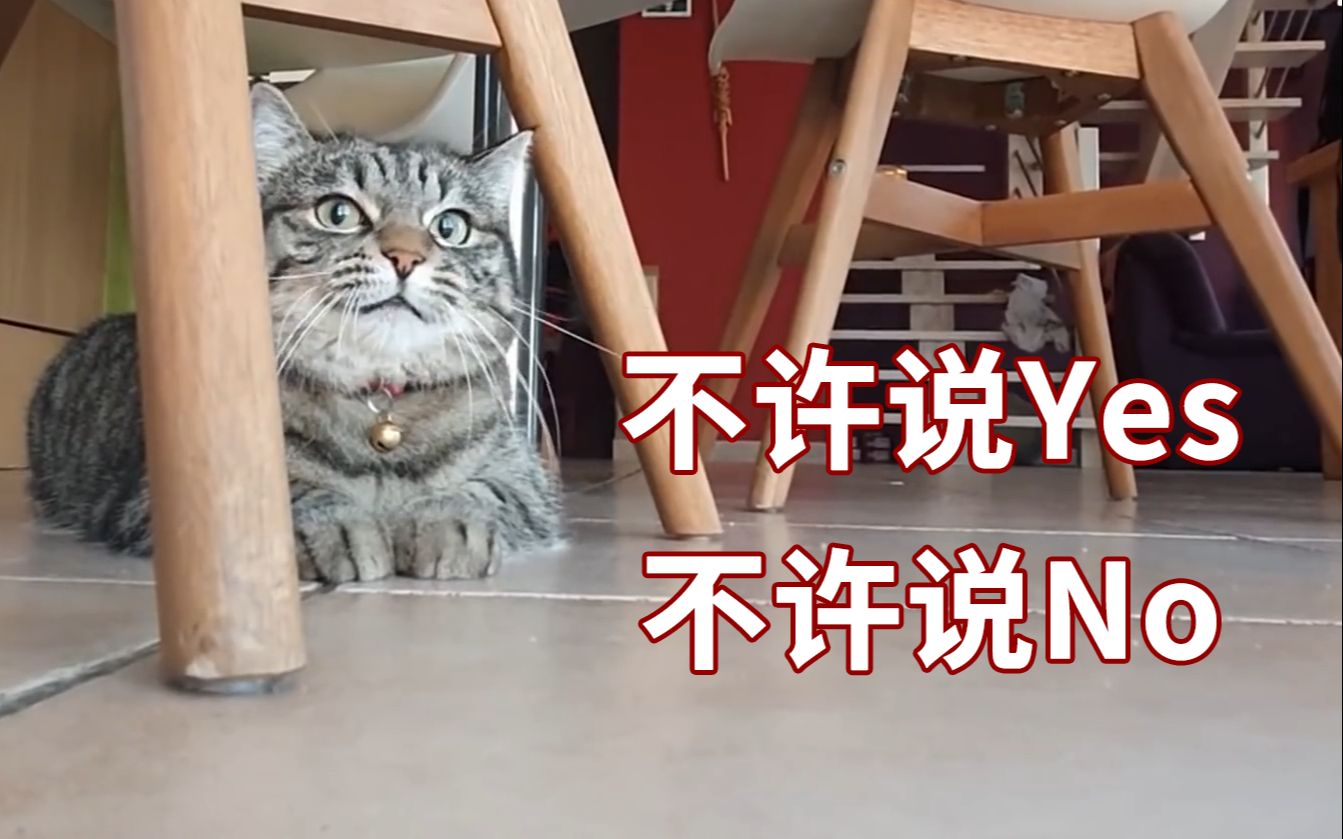 不许说yes 不许说no【说话的猫】-ni oui ni non