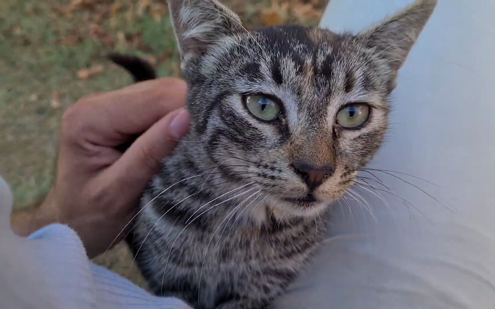 [图]Little kitten meows constantly because it's so hungry.