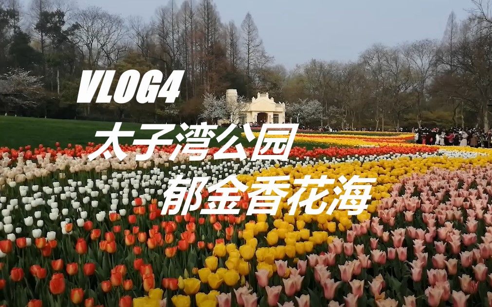 [图]Vlog 4 西湖游记II：淹没在郁金香花海之中的太子湾公园，以及满树落雪的梨花