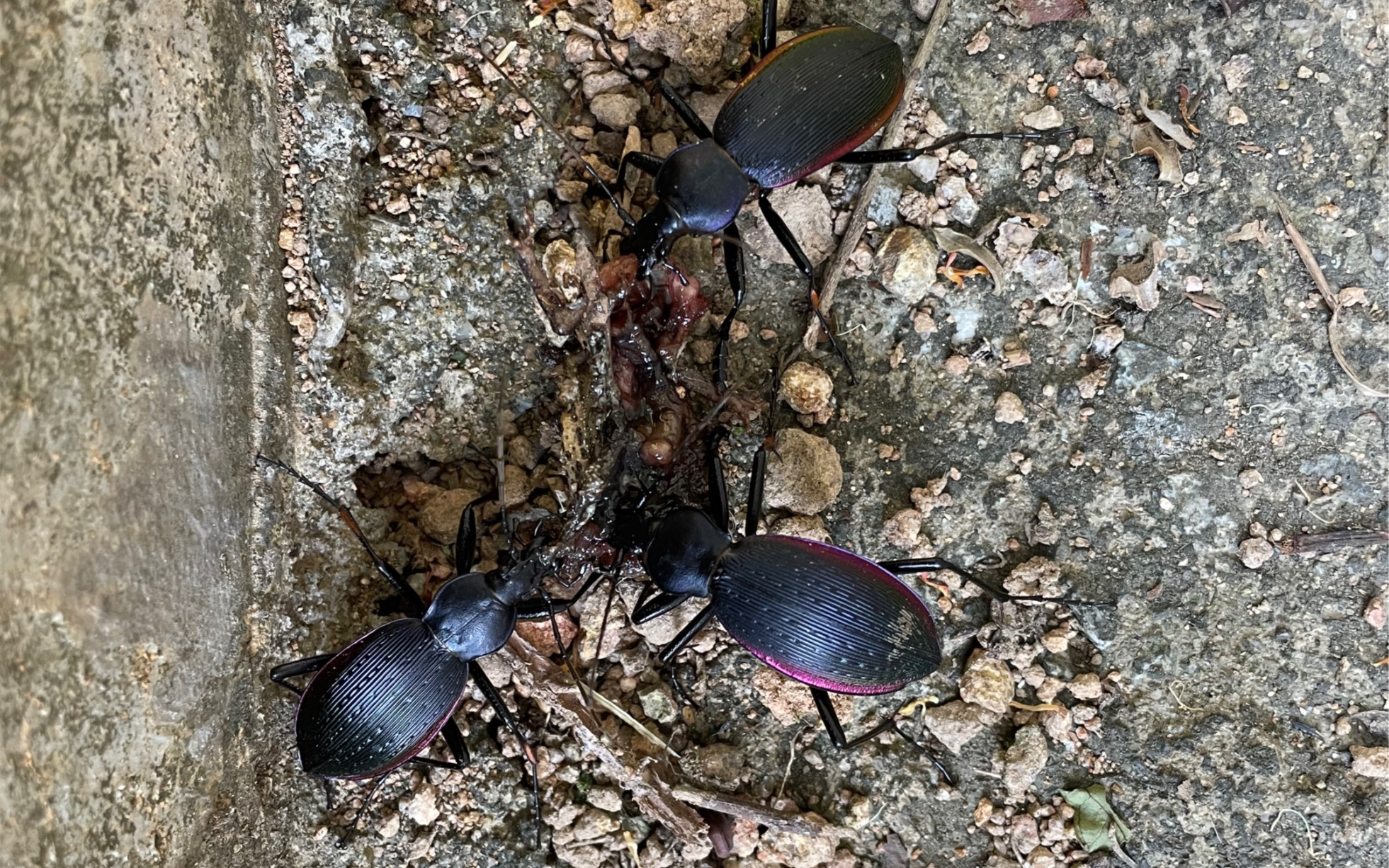 奇步甲捕食果冻_哔哩哔哩_bilibili