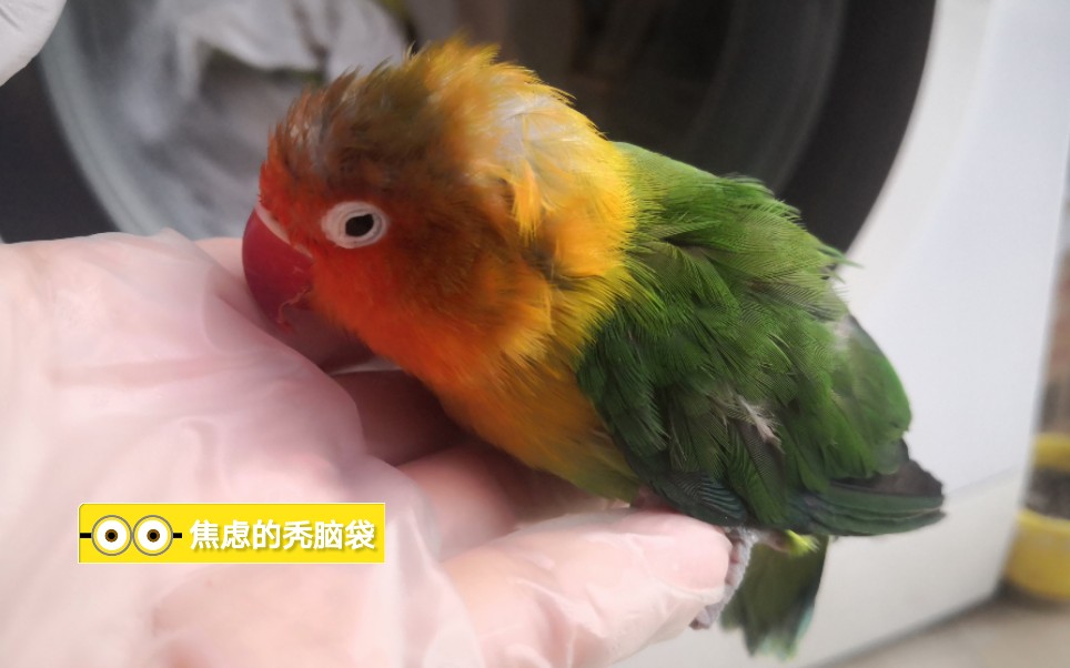 牡丹鹦鹉焦虑的秃脑袋