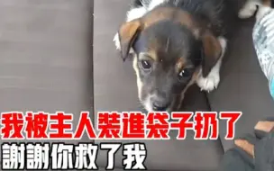 Video herunterladen: 可恶，小奶狗竟被装进袋子遗弃，可怜的狗狗痛苦的嚎叫着，叫声吸引来了路过的好心人，善意的举动改变了狗狗的命运！