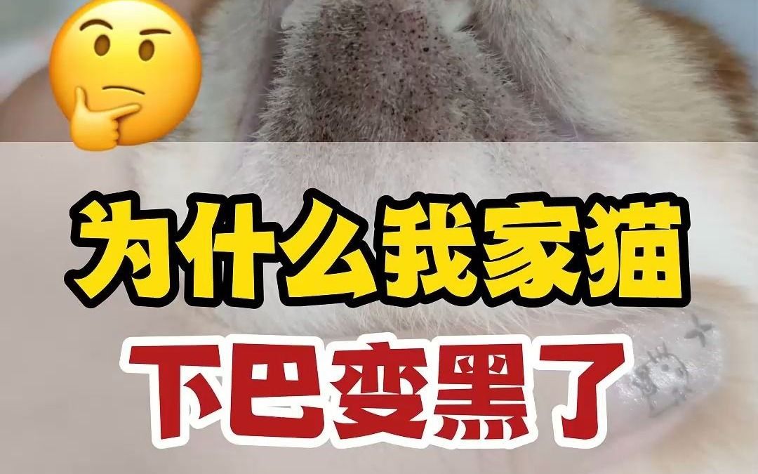 黑下巴怎么办?一分钟搞定猫咪黑下巴哔哩哔哩bilibili