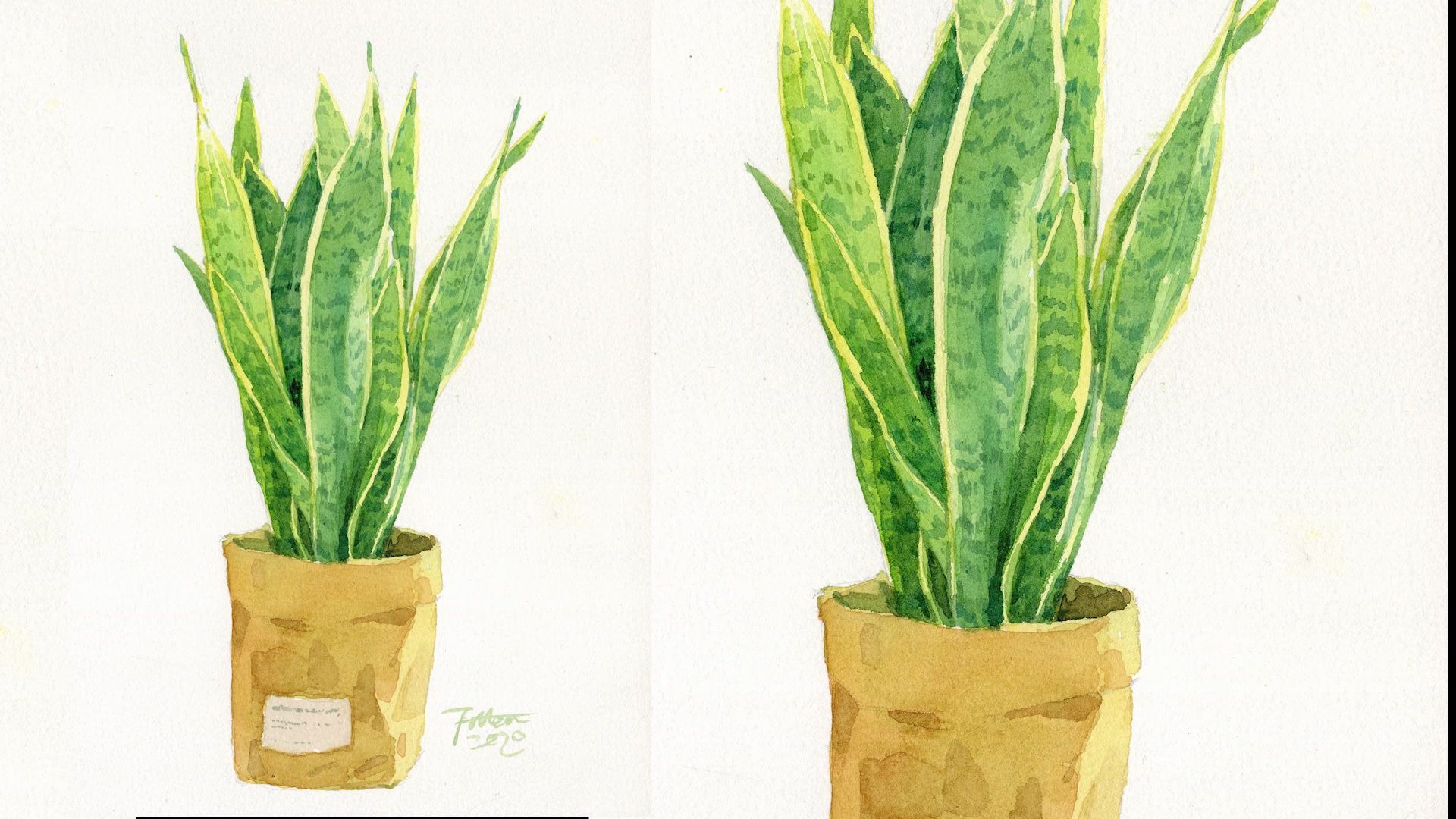 【水彩插画风格静物】画一盆装在纸袋里的虎皮兰,应该很有趣吧_哔哩