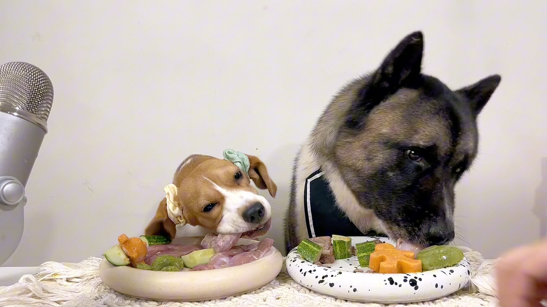 当小狗扎上双马尾吃饭…也太抢戏了!