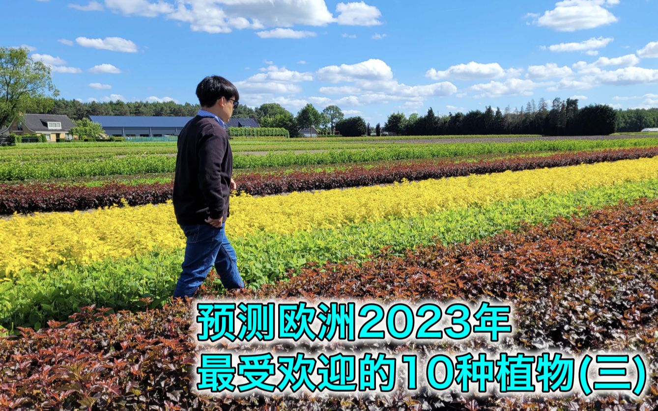 [图]预测欧洲2023年最受欢迎的10种植物（三）