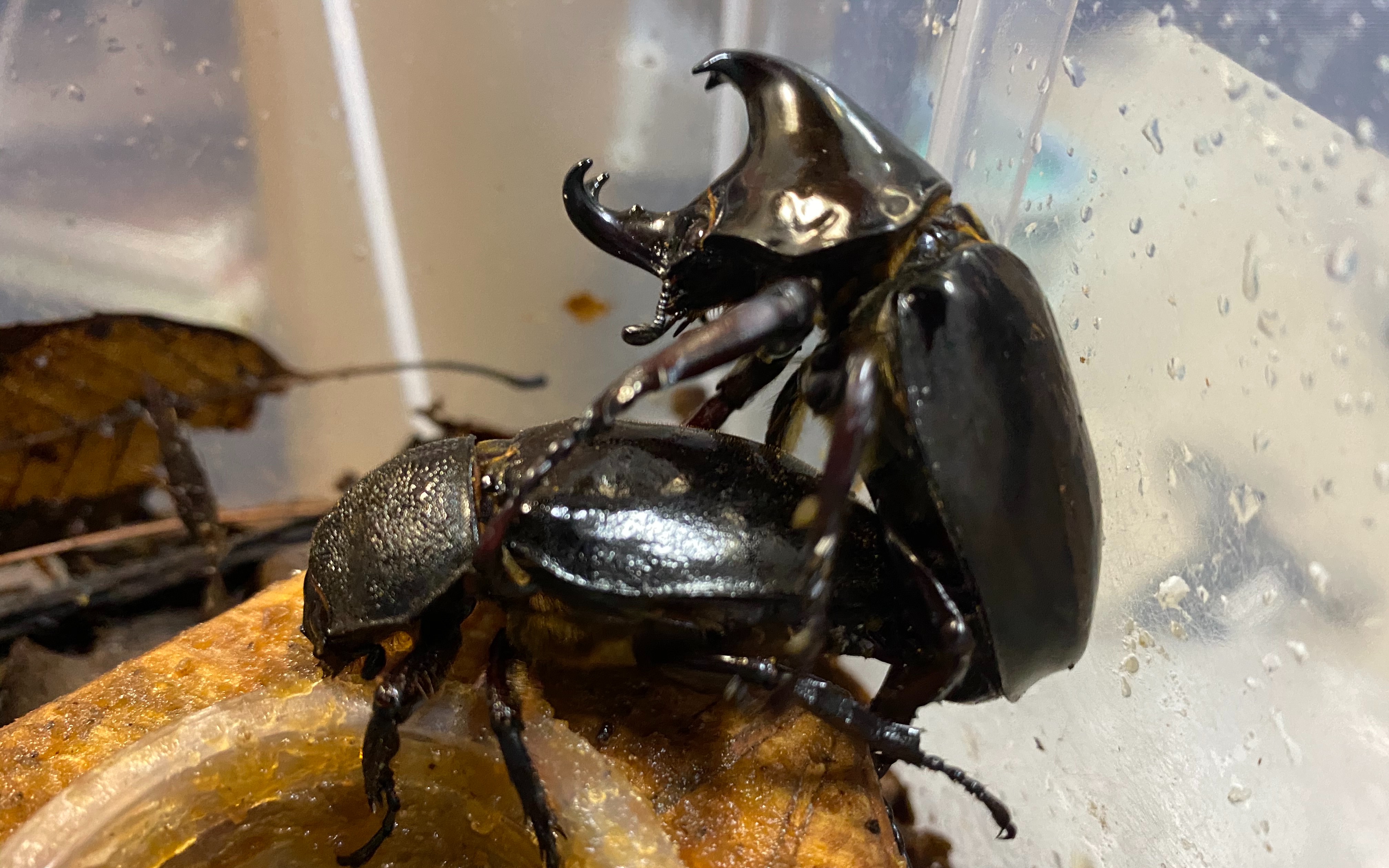 龙牙姬兜的交配过程