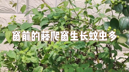 [图]窗前的金银花藤