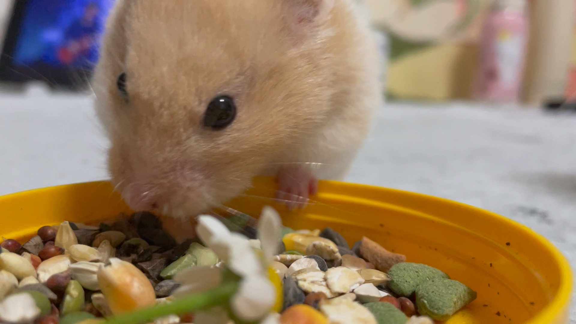 金丝熊仓鼠吃零食的样子