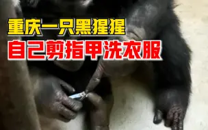 Скачать видео: 重庆一只黑猩猩自己剪指甲洗衣服，饲养员：自己的事情自己做