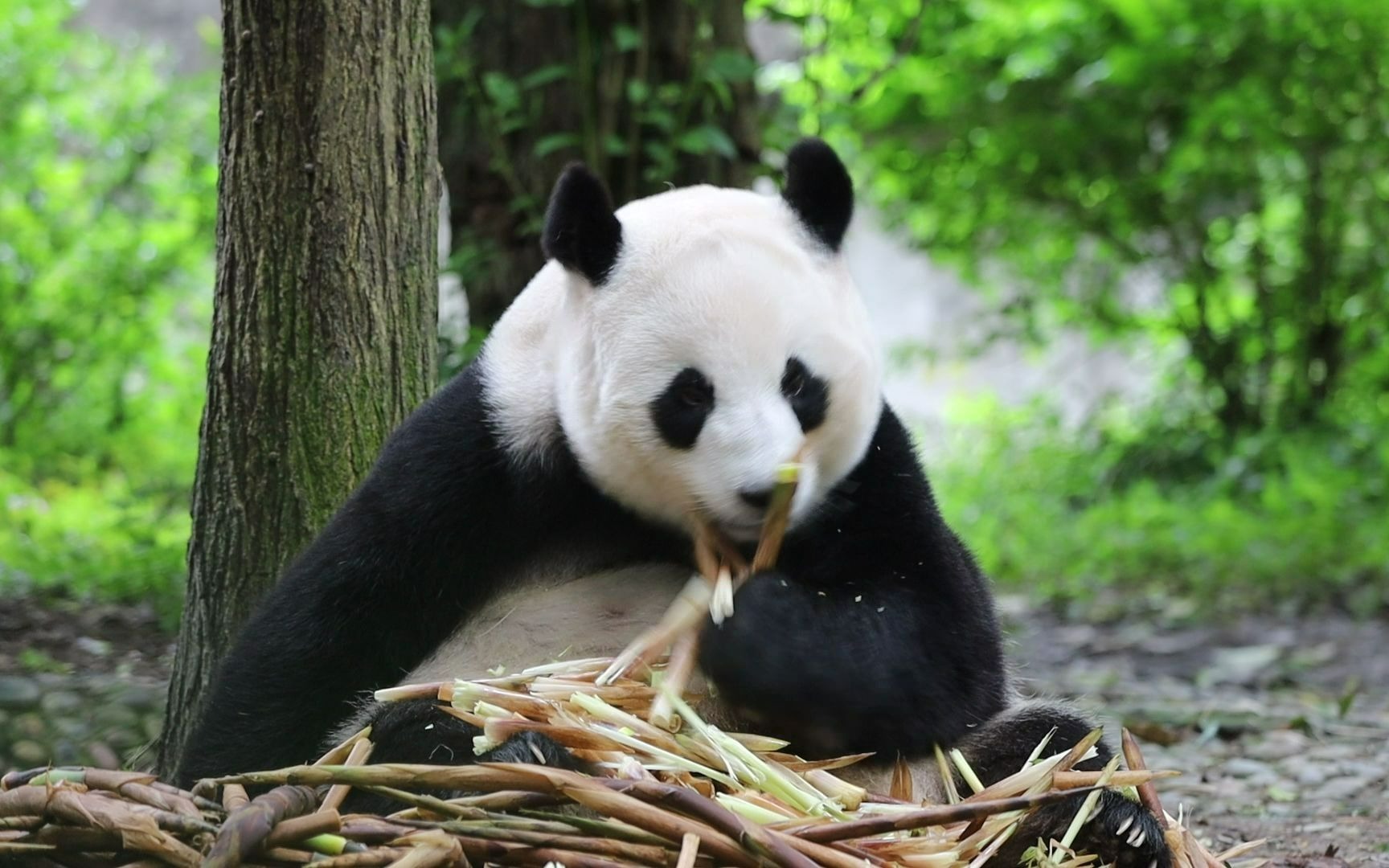 大熊猫成绩图片
