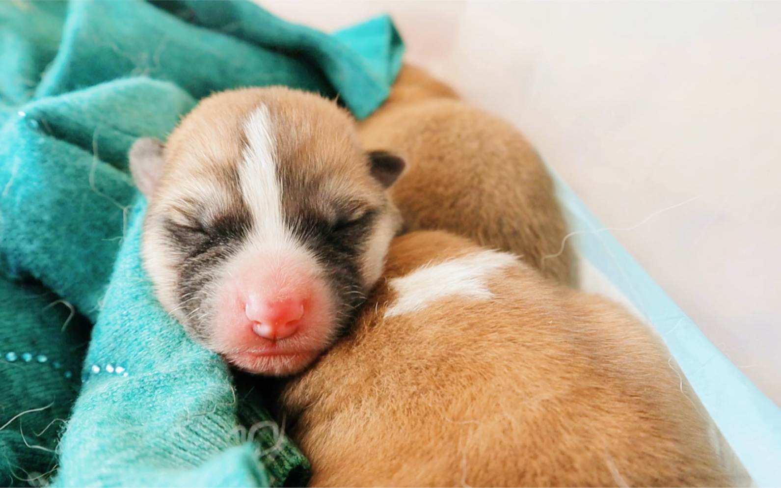 【秋田犬】刚出生两天的狗狗小可爱～_哔哩哔哩 (゜-゜)つロ 干杯