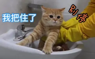 Download Video: 橘猫喵生第一次洗澡 乖到怀疑是假猫 配合度之高似搓澡的你 淡定小橘