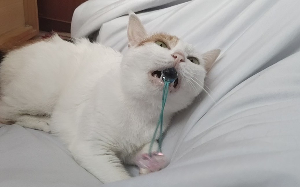 猫咪玩皮筋球球 宛若智障_哔哩哔哩_bilibili